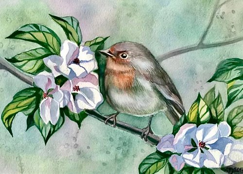 Spring Robin by Morgana Rey