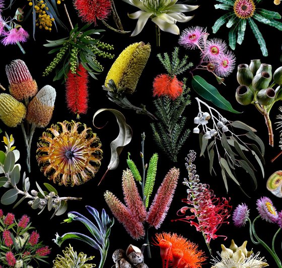 The Legend of the Flowers