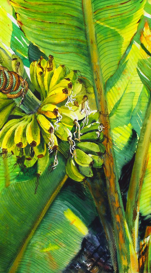 Tropical nature Bananas by Samira Yanushkova