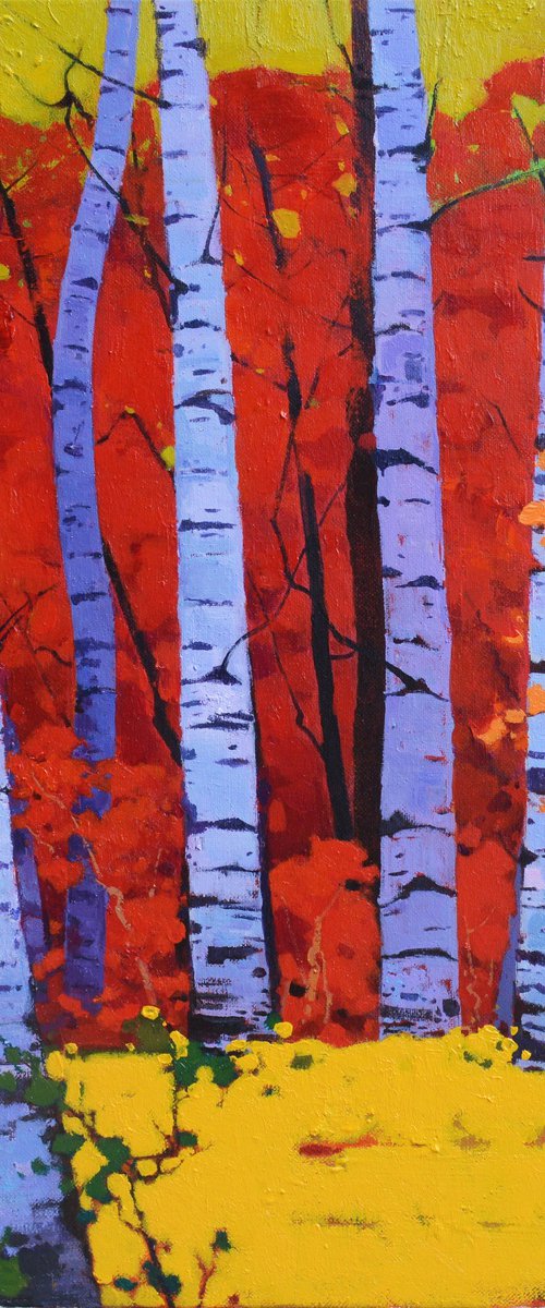 Birch trees forrest 073 by jianzhe chon