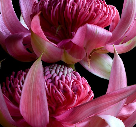 Pink Waratah Pair