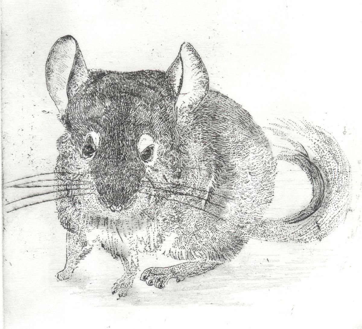 Illustrative Animal Etchings & Engravings By Jane Daniell, 4 X 4, Chinchilla, Original Artwork