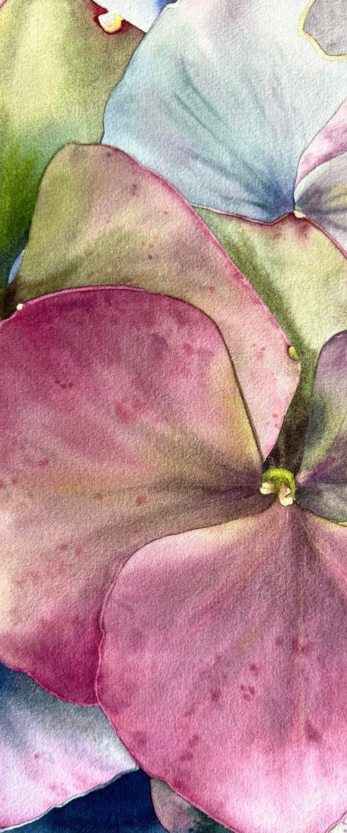 Chameleon Hydrangea From Keukenhof by Alona Hryn