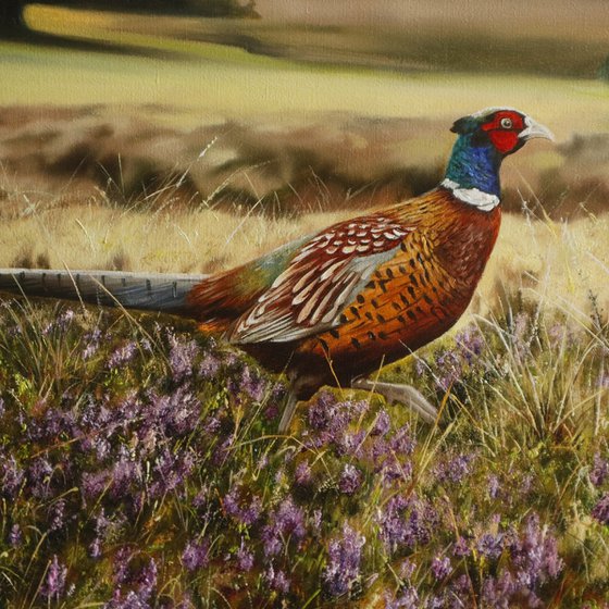 Pheasant in Sunrise Field