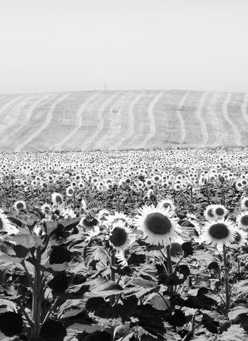 Sunflowers - Cadiz Spain by Stephen Hodgetts Photography