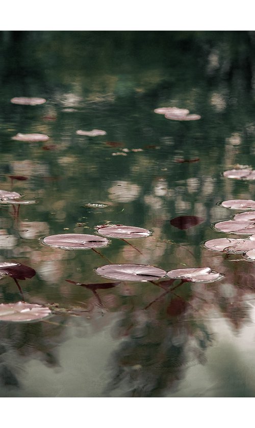 Lily Pads - 24 x 16" by Brooke T Ryan