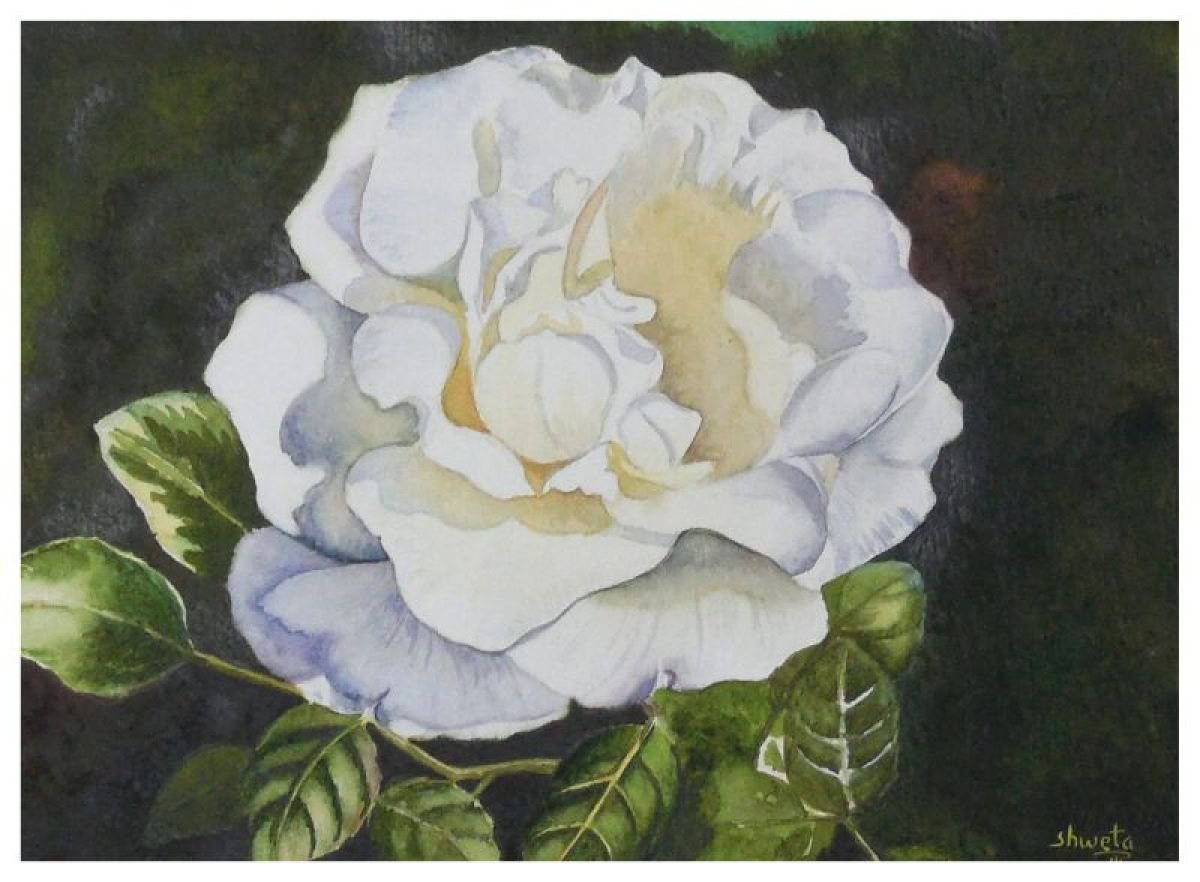 White Rose by Shweta Mahajan