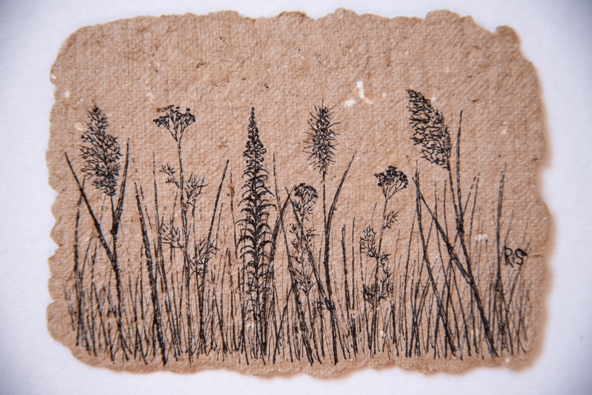 Field grasses simple line drawing by Rimma Savina