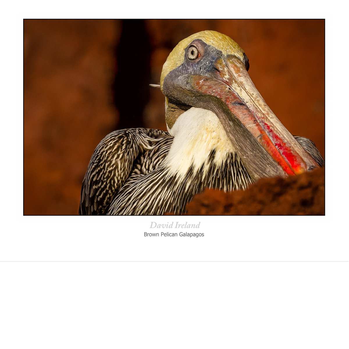 Brown Pelican Rabida by David Ireland LRPS