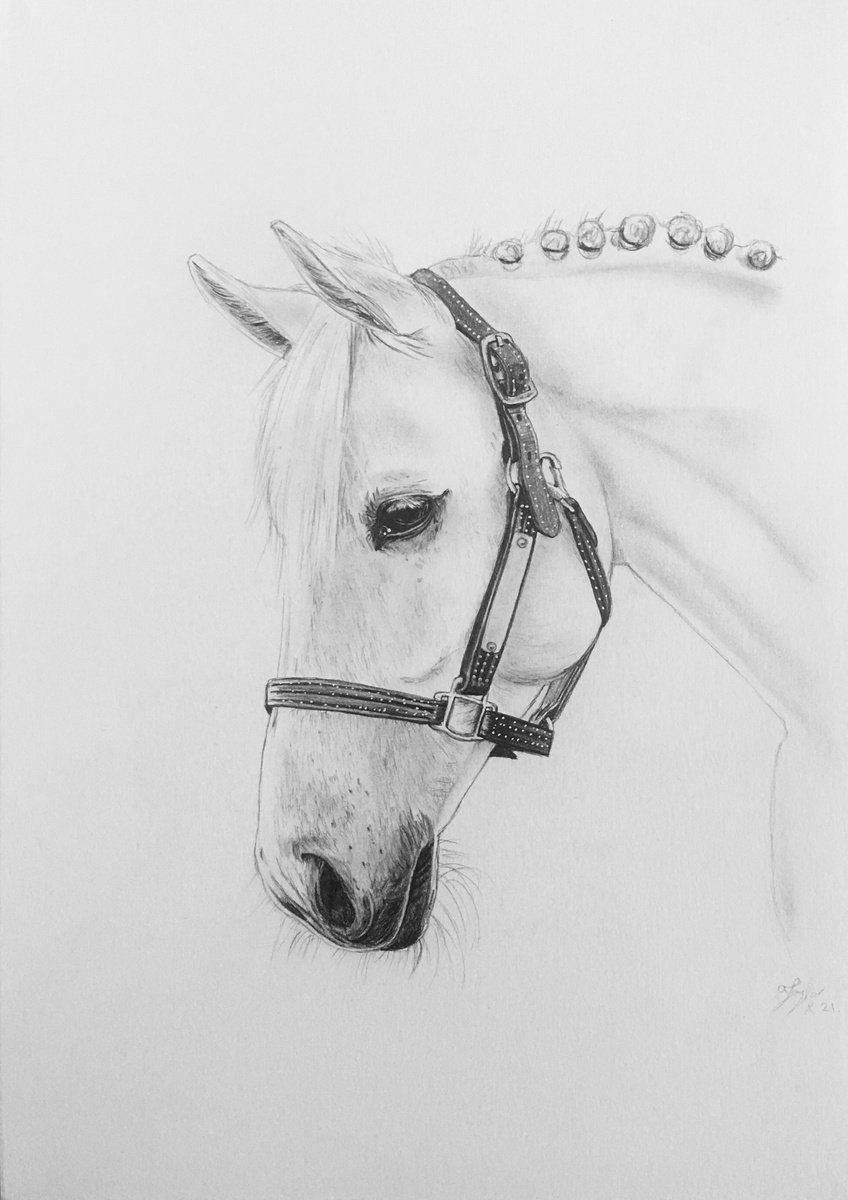 White Horse Portrait by Amelia Taylor