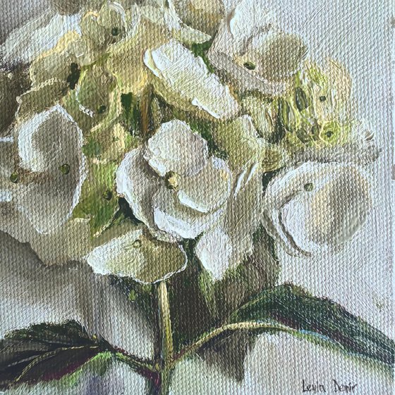 White hydrangea