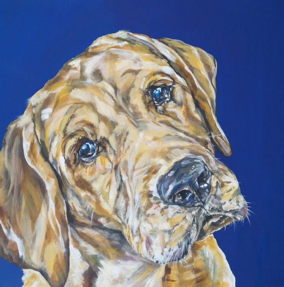 Labradorable (Dog Portrait)