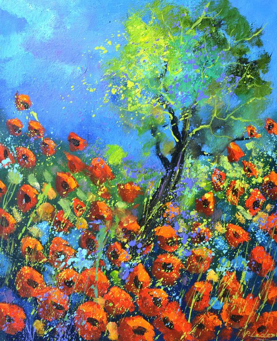 Red poppies 5623