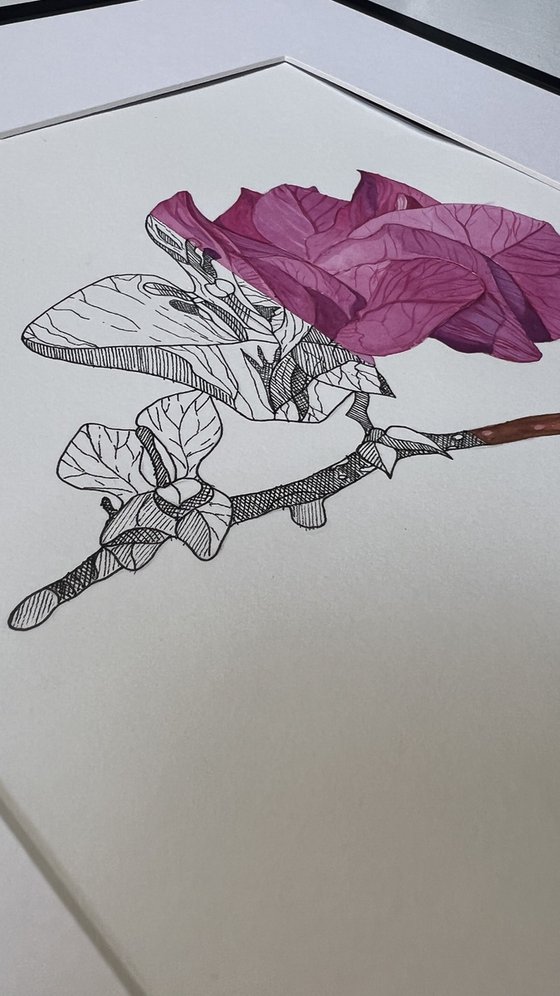 Bougainvillea