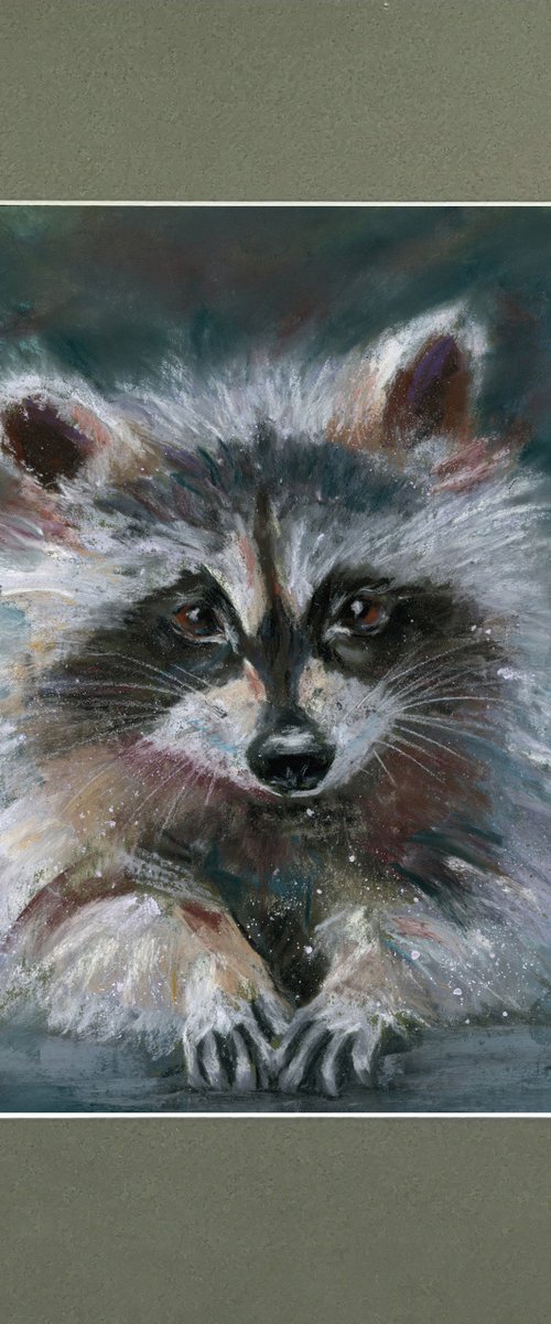 Raccoon portrait  (pastel) by Olga Tchefranov (Shefranov)