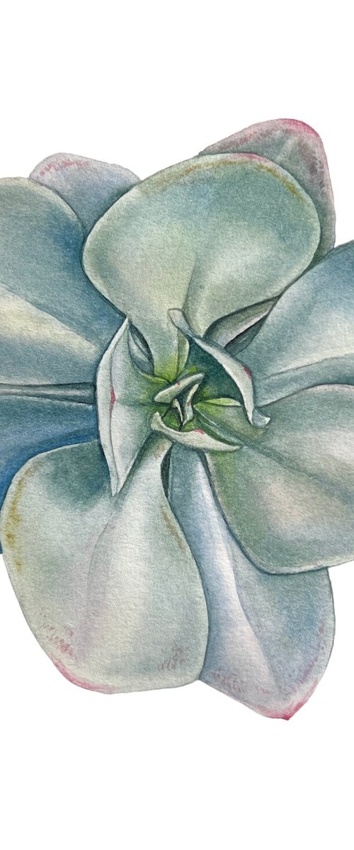 Echeveria elegans blue. A series of original watercolour artwork. by Nataliia Kupchyk