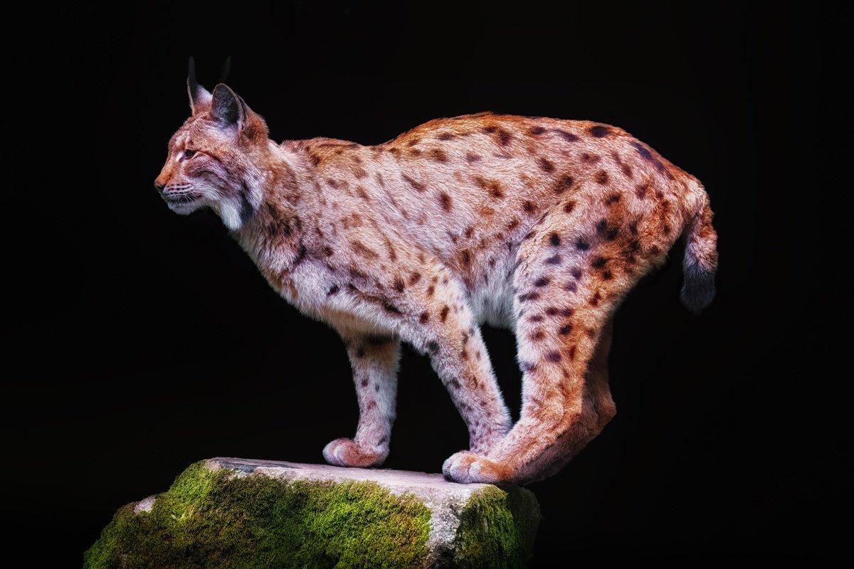 Animal Photograph By Paul Nash, 24 X 16", Eurasian Lynx On A Rock, Original Artwork