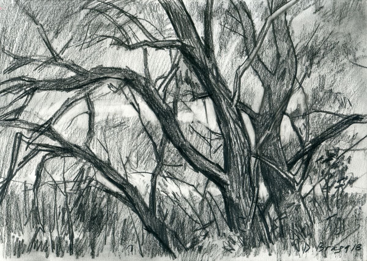 Expressive Landscape Pencil Drawing By Dima Braga, 12 X 8, Trees By A Pond _27_10_18, Original Artwork