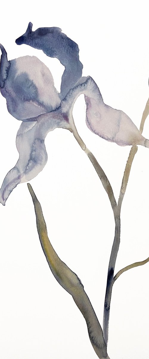 Iris No. 169 by Elizabeth Becker