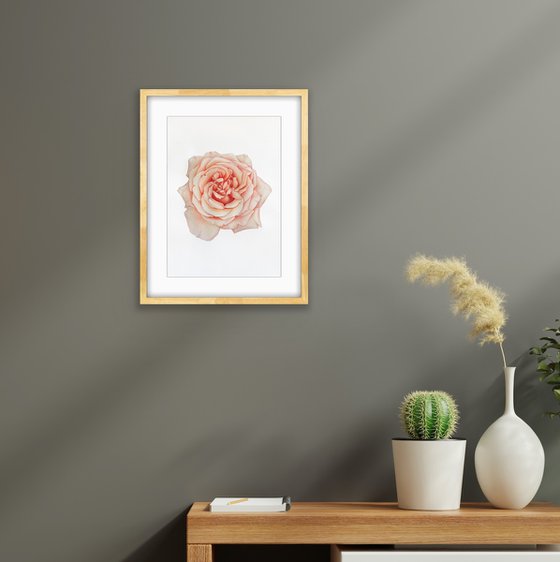 A rose of a delicate pink colour. Original watercolor artwork