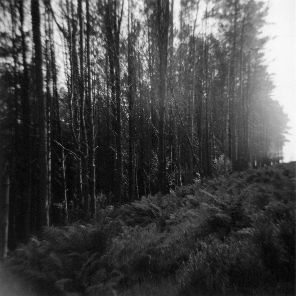 Northern Woods 3, 1/7 by Justice Hyde