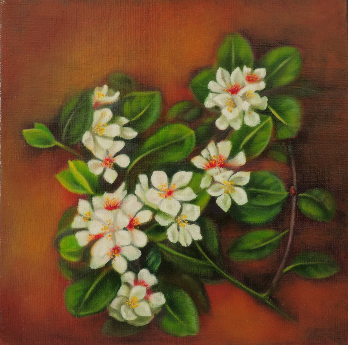 Rosaceae by Laura Marcela Cabral