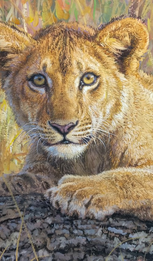 Lion cub by Gabriel Hermida