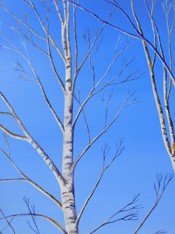 Two Silver Birch Trees in Winter
