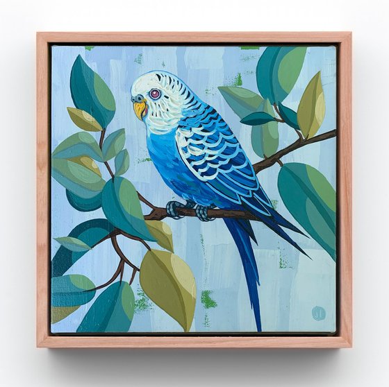 Budgie Beauties: Twinkle