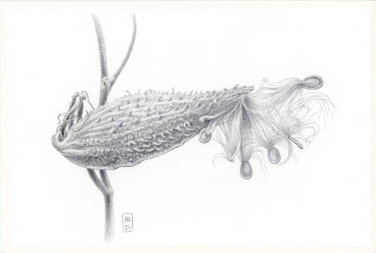 Graphic Botanical Drawing By Yuliia Moiseieva, 11 X 7", Alien, Original Artwork