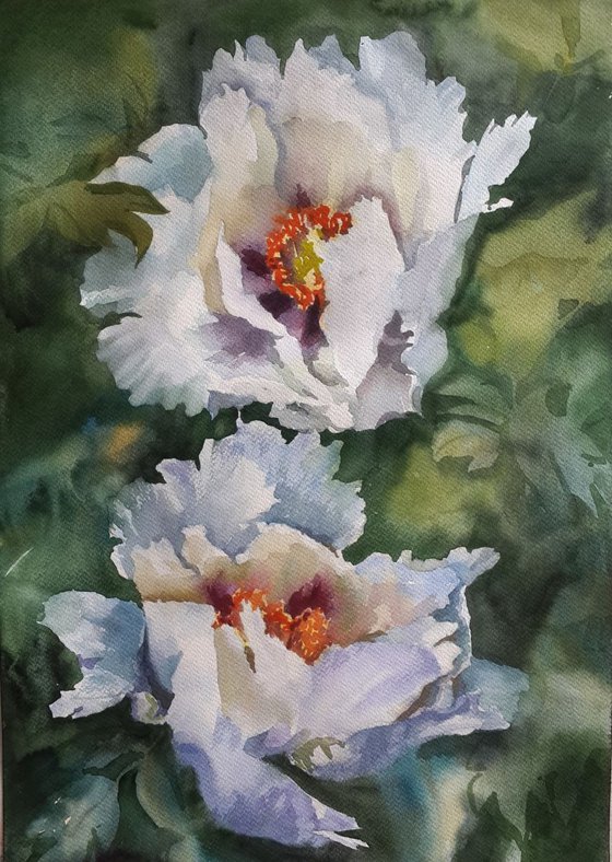 white peony