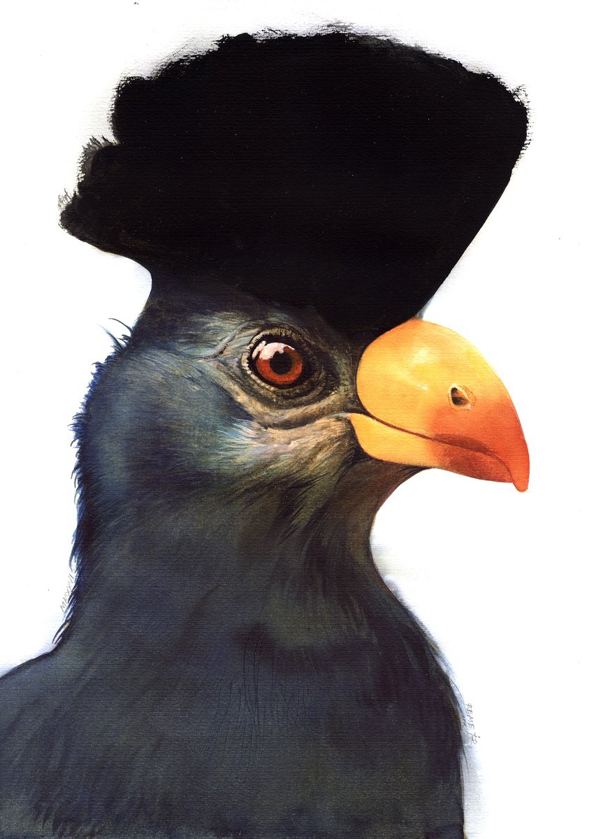 Photorealistic Watercolour , Bird Ccxxviii - Great Blue Turaco By Reme Jr., 13 X 17, Artwork For Sale On Artfinder
