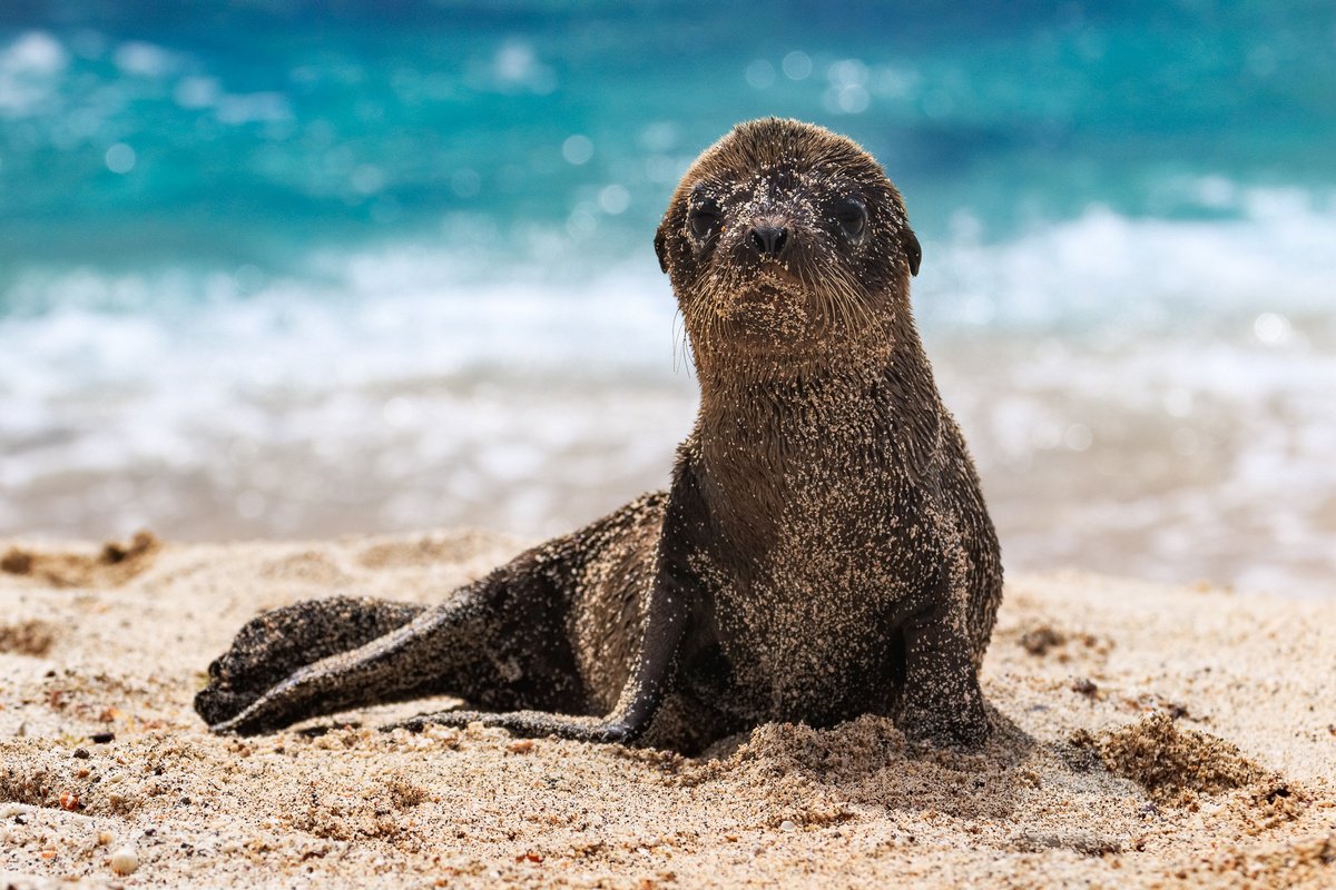 Chiot otarie des Galapagos by Remi Carbonaro