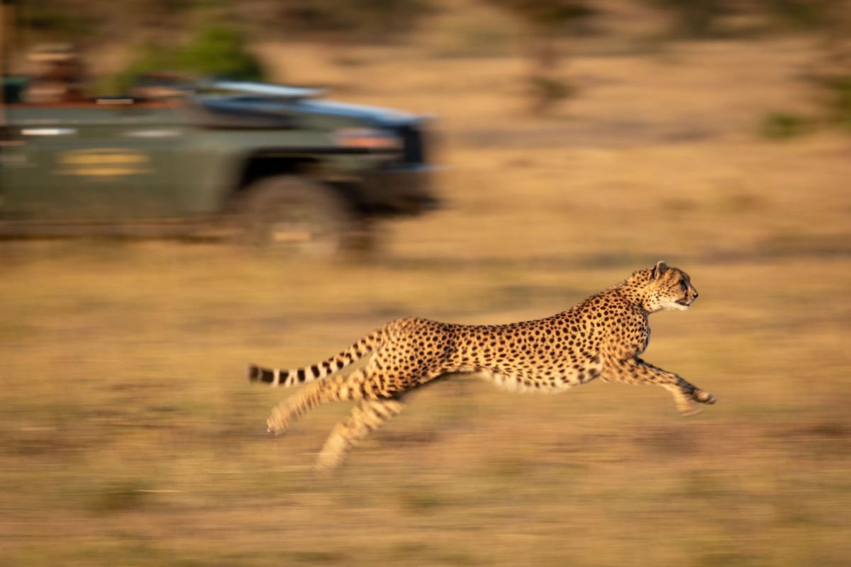 Chase me, chase me...! by Nick Dale