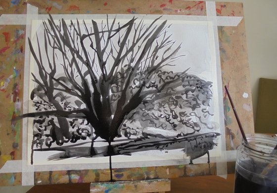 Tree study with Mimosa in Manilva
