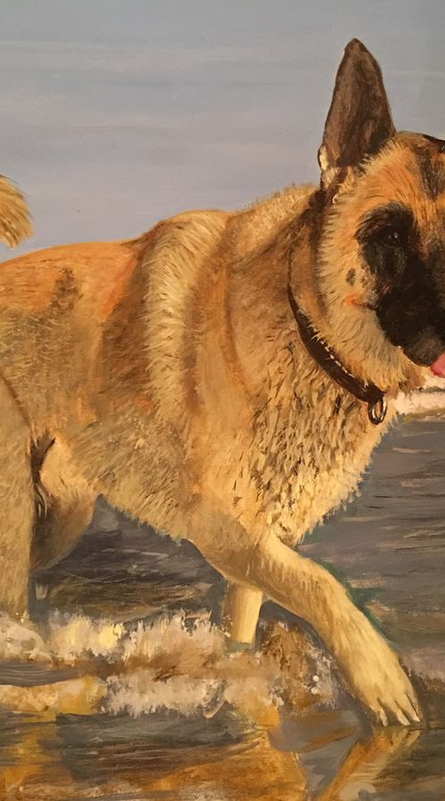 KEITO - GERMAN SHEPHERD by ELAINE ASKEW