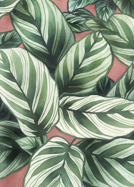 Modern Calathea Concinna Plant