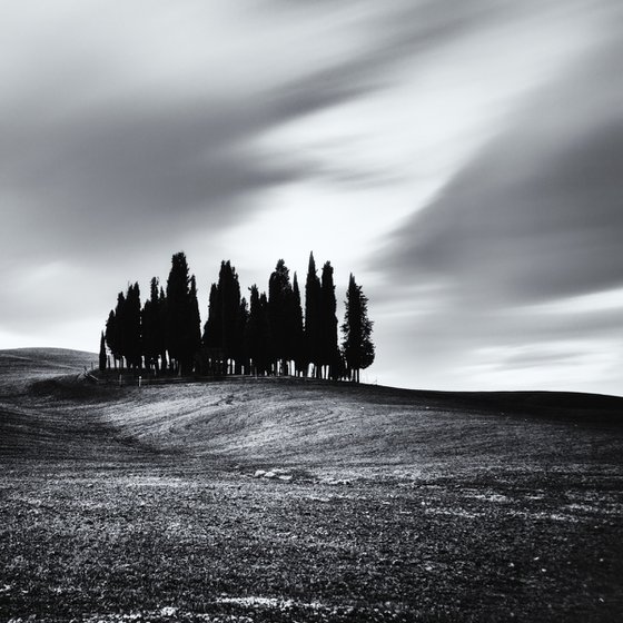 Cypress trees at sunrise