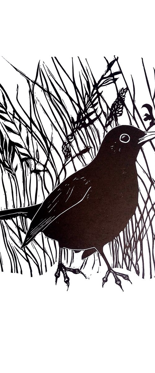 Blackbird by Carolynne Coulson