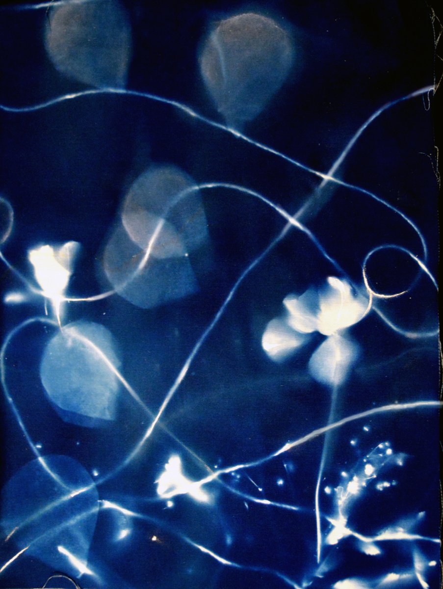 Cyanotype by June