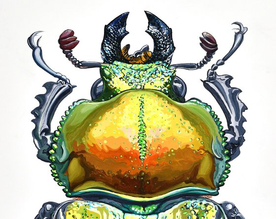 Phalacrognathus Muelleri / Rainbow Stag Beetle