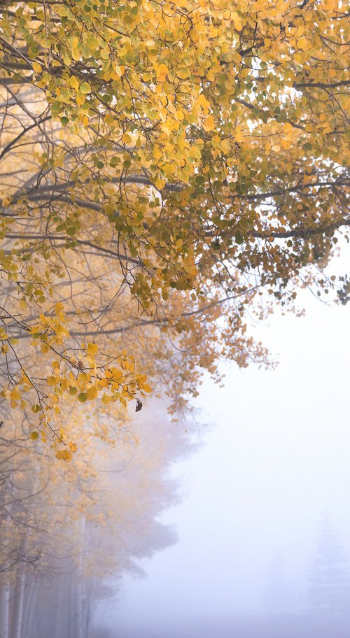Foggy Autumn Aspens by Emily Kent
