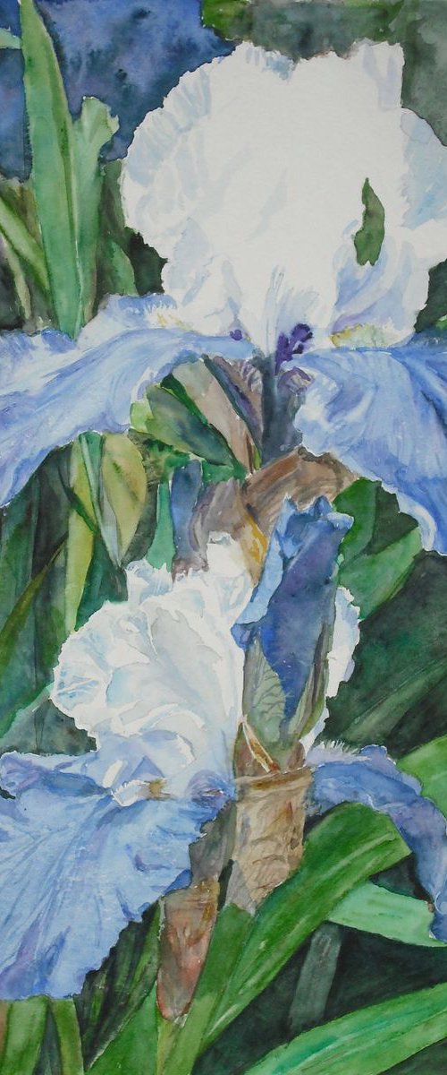 Les iris bleus - Blue irises by Martine Vinsot