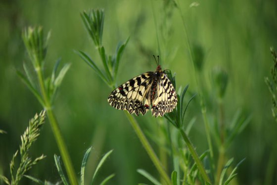 Easter butterfly