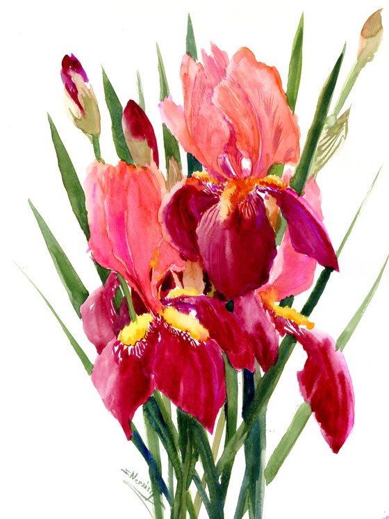 Burgundy Red Irises