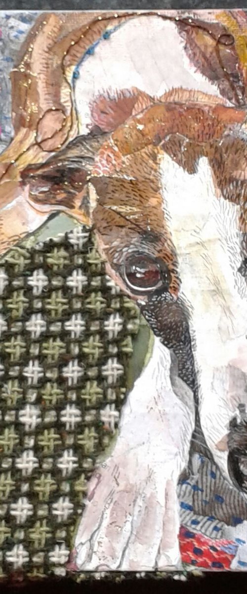 Whippet snuggled in blankets by Fiona Plaisted