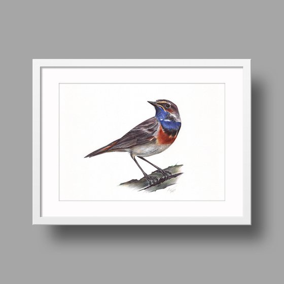 Bluethroat