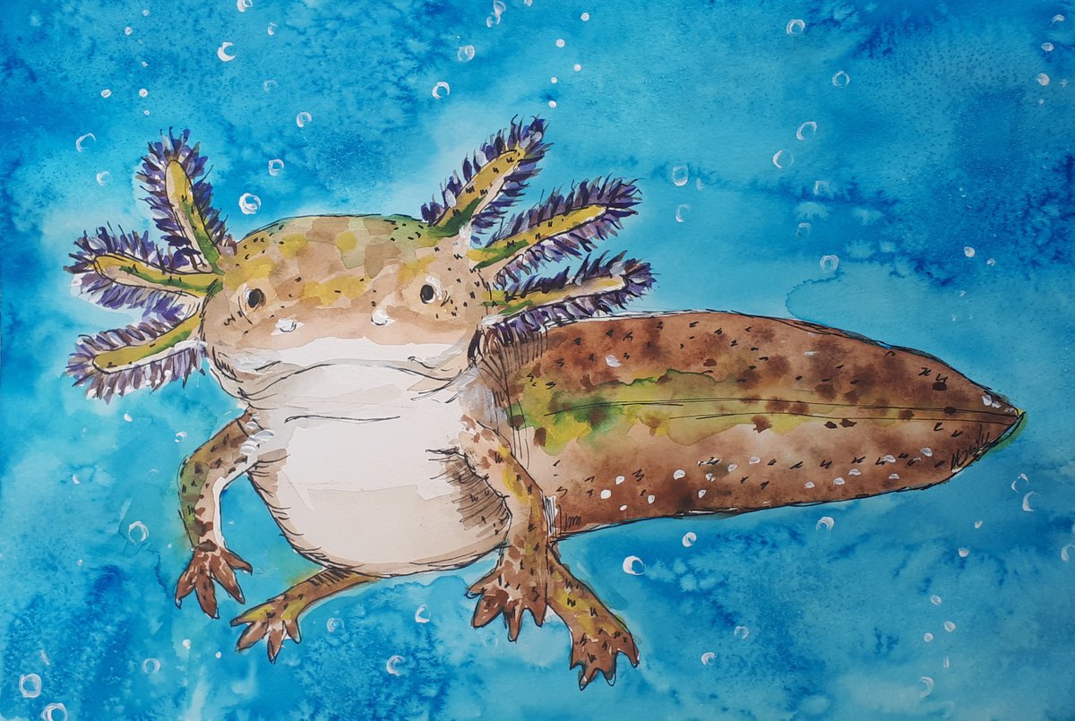 Axolotl by Marily Valkijainen