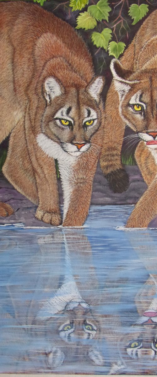 Cougars. Reflection by Sofya Mikeworth