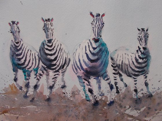 zebras